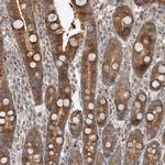 XPNPEP1 Antibody in Immunohistochemistry (Paraffin) (IHC (P))
