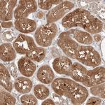 XPNPEP1 Antibody in Immunohistochemistry (Paraffin) (IHC (P))