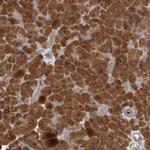 XPNPEP1 Antibody in Immunohistochemistry (Paraffin) (IHC (P))