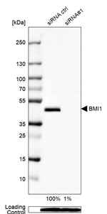 BMI-1 Antibody in Western Blot (WB)