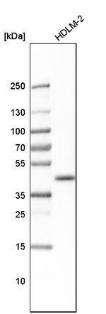 BMI-1 Antibody in Western Blot (WB)