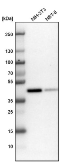 BMI-1 Antibody in Western Blot (WB)
