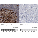 PCNA Antibody in Immunohistochemistry (Paraffin) (IHC (P))