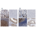 PCNA Antibody in Immunohistochemistry (Paraffin) (IHC (P))