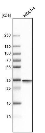 PCNA Antibody in Western Blot (WB)