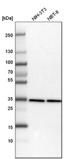 PCNA Antibody in Western Blot (WB)