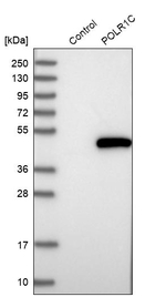 POLR1C Antibody in Western Blot (WB)