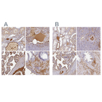 Albumin Antibody in Immunohistochemistry (Paraffin) (IHC (P))
