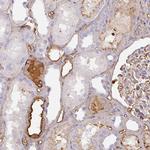 Albumin Antibody in Immunohistochemistry (Paraffin) (IHC (P))