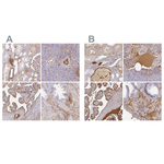 Albumin Antibody in Immunohistochemistry (Paraffin) (IHC (P))