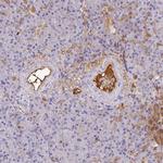 Albumin Antibody in Immunohistochemistry (Paraffin) (IHC (P))