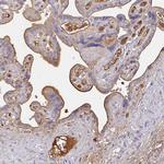 Albumin Antibody in Immunohistochemistry (Paraffin) (IHC (P))
