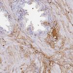 Albumin Antibody in Immunohistochemistry (Paraffin) (IHC (P))