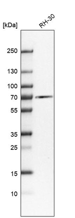 Albumin Antibody in Western Blot (WB)