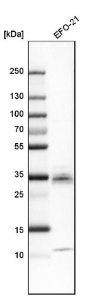 CTGF Antibody in Western Blot (WB)