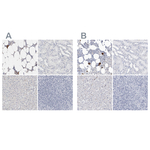 CD41 Polyclonal Antibody