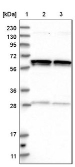 GLMN Antibody in Western Blot (WB)