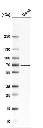 ABCG1 Antibody in Western Blot (WB)