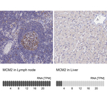MCM2 Antibody in Immunohistochemistry (Paraffin) (IHC (P))