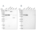 PPIL4 Antibody in Western Blot (WB)