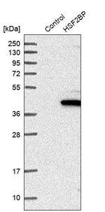 HSF2BP Antibody in Western Blot (WB)