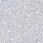 HIC2 Antibody in Immunohistochemistry (Paraffin) (IHC (P))