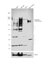 Pericentrin Antibody in Western Blot (WB)