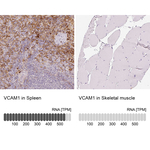 VCAM-1 Antibody in Immunohistochemistry (Paraffin) (IHC (P))