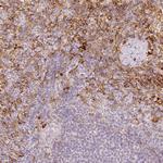 VCAM-1 Antibody in Immunohistochemistry (Paraffin) (IHC (P))