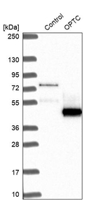 Opticin Antibody in Western Blot (WB)
