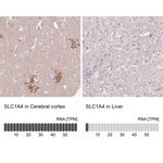 SLC1A4 Antibody in Immunohistochemistry (Paraffin) (IHC (P))