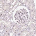 SLC1A4 Antibody in Immunohistochemistry (Paraffin) (IHC (P))