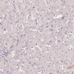 SLC1A4 Antibody in Immunohistochemistry (Paraffin) (IHC (P))