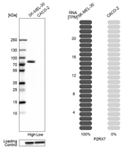 P2X7 Antibody in Western Blot (WB)