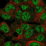 SPDYA Polyclonal Antibody