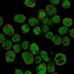 IKAROS Polyclonal Antibody