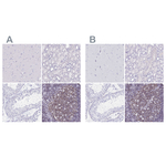 IKAROS Antibody in Immunohistochemistry (Paraffin) (IHC (P))