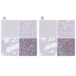 IKAROS Polyclonal Antibody