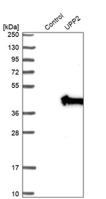 UPP2 Antibody in Western Blot (WB)