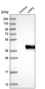 UPP2 Antibody in Western Blot (WB)