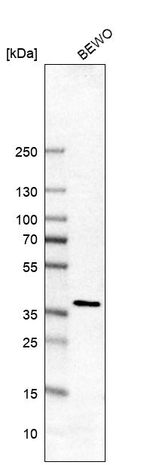 SEC13 Antibody in Western Blot (WB)