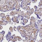 CD99 Antibody in Immunohistochemistry (Paraffin) (IHC (P))