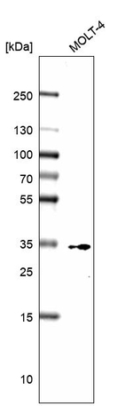 CD99 Antibody in Western Blot (WB)