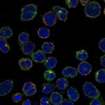 CRMP1 Polyclonal Antibody