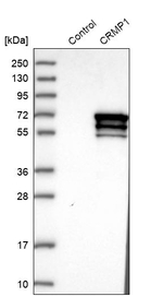 CRMP1 Antibody in Western Blot (WB)