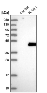 ALS2CR1 Antibody in Western Blot (WB)