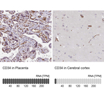 CD34 Antibody in Immunohistochemistry (Paraffin) (IHC (P))