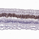 CRX Antibody in Immunohistochemistry (Paraffin) (IHC (P))