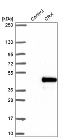 CRX Antibody in Western Blot (WB)