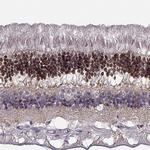 CRX Antibody in Immunohistochemistry (Paraffin) (IHC (P))